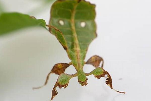 叶子虫是怎么进化的?昆虫界的拟态大师(每只都不一样)