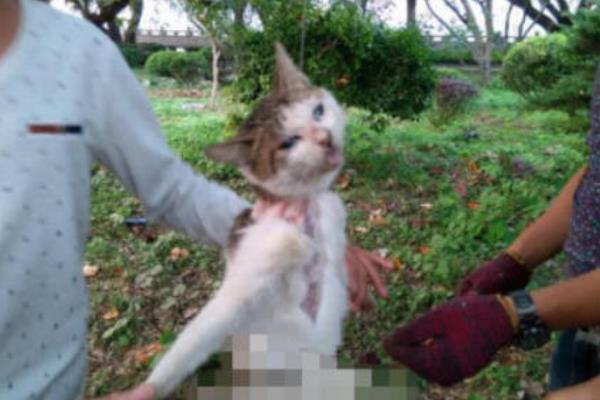 10·15浙江活剥小猫事件处理结果:女子活剥猫皮(笑容满面)