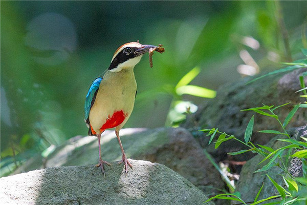 马来八色鸫：一种体型比较圆胖的生物（地面上活动）