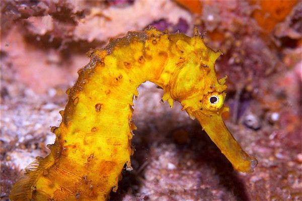 一种具有老虎特点的海洋生物：虎尾海马（雌雄同体雄性育儿）