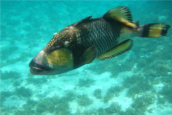 海生生物：红牙鳞鲀（性情很胆小）