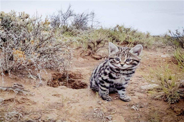 黑足猫是什么动物？一种生活在非洲南部地区的生物