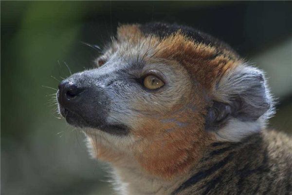 冠狐猴：生活在马达加斯加岛上的神奇物种