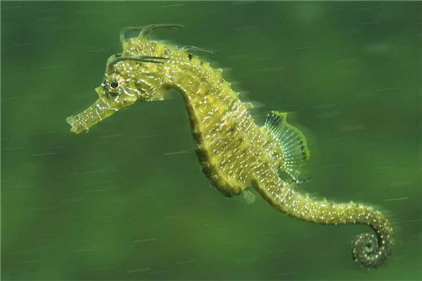 刺海马：面临灭绝的一种生物,属于海洋生物的一种