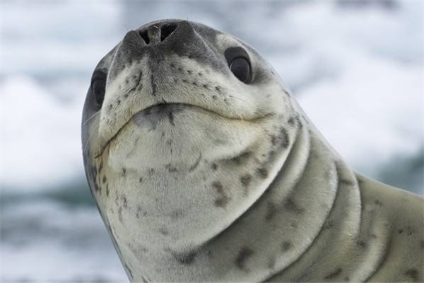 豹海豹：一种外形可爱的生物,属于海豹种类的一员