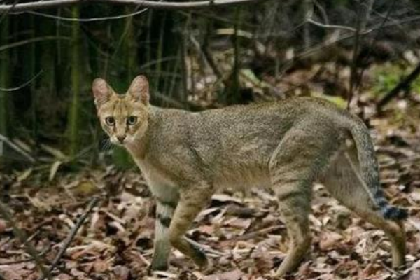 野猫的天敌是什么?丛林猫逼野猫喝水清肠胃(将其杀死)