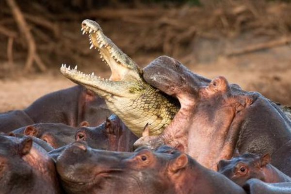 鳄鱼的天敌是什么?河马长14厘米犬牙(一口咬断鳄鱼骨)