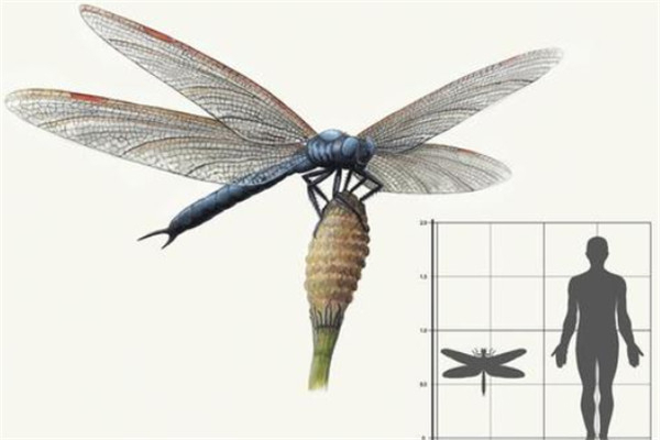 巨型远古昆虫：3亿年前长度达到5英尺 二叠纪时期灭绝