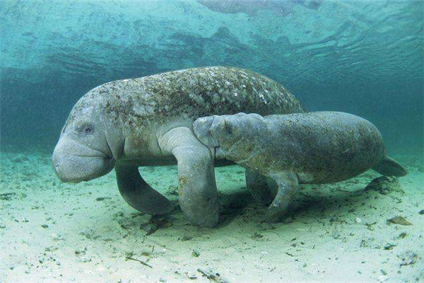 大海牛：海牛中的大型生物（一种已经灭绝的哺乳动物）