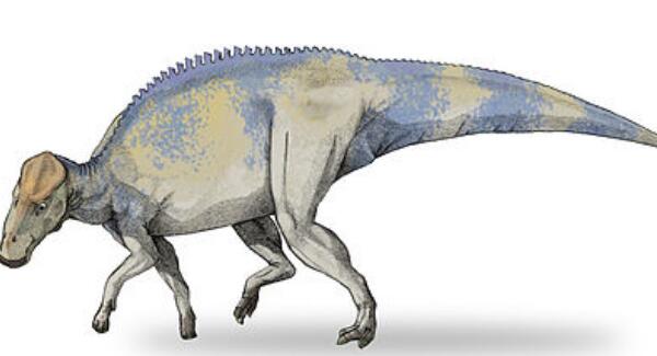 短冠龙：北美洲大型食草恐龙（长7米/距今7500万年前）
