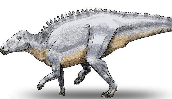 沼泽龙：欧洲中型食草恐龙（长5米/距今6500万年前）