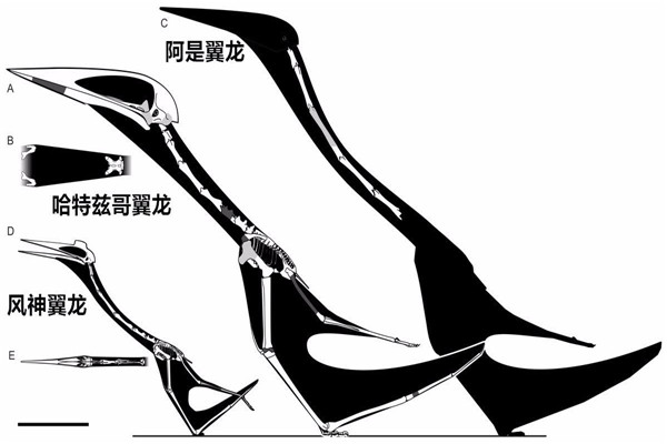 哈特兹哥翼龙 一种以恐龙为食的巨型翼龙（顶级掠食者）