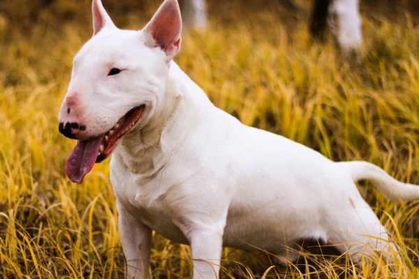 世界上最凶猛的小型犬：迷你牛头梗，怪异杀手(攻击力五颗星)