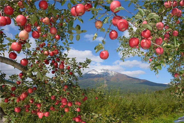 世界上最贵的苹果 青森苹果（价格228一个不断上涨）