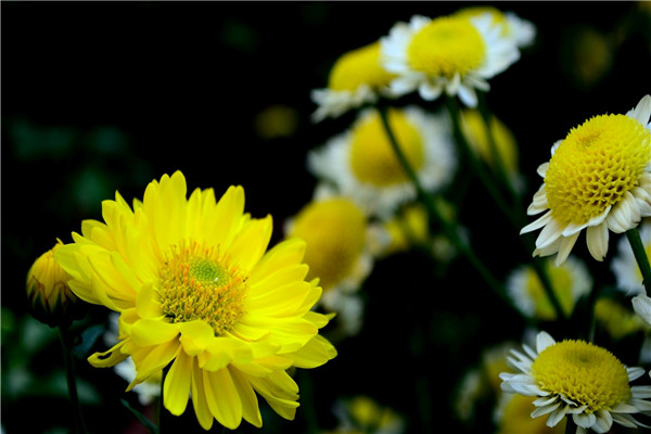 世界上最纯洁的花 菊花（花中隐士不爱争奇斗艳）