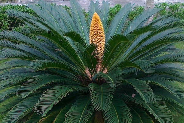 世界上最稀有的植物:野外仅剩一株雄株(繁殖困难)