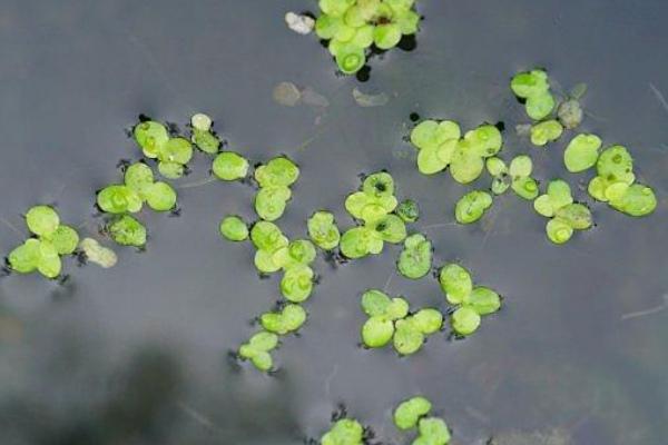 世界最小花:芜萍 仅缝衣针头大小(直径0.5毫米)