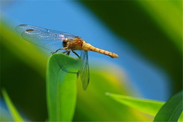 世界上最快的昆虫是什么 澳大利亚蜻蜓（58千米/小时）