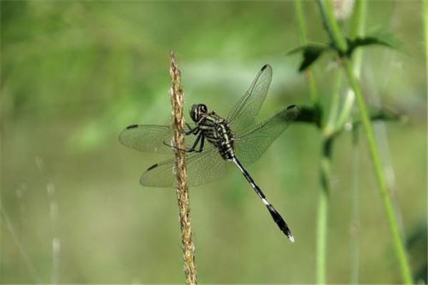 世界最大蜻蜓是在哪里发现的 中美洲发现（长达19.1厘米）