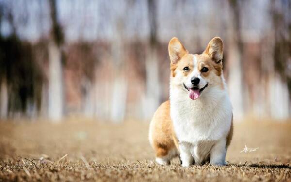 世界十大最萌的狗，比熊犬萌化人心排第三（第一名利双收）