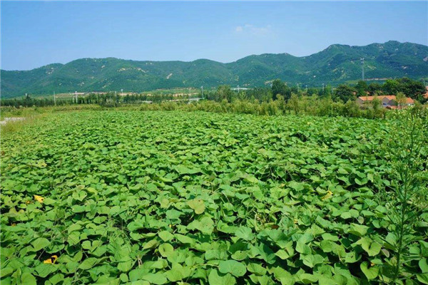 山芋怎么种植方法 山芋种植顺序（四大步骤）