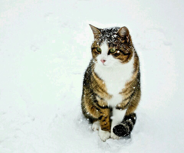 养猫的男人性格特点有哪些?养猫男人比较细腻适合交往