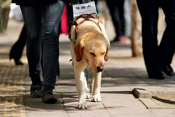 导盲犬是什么狗?原来我国主要是这2大导盲犬种