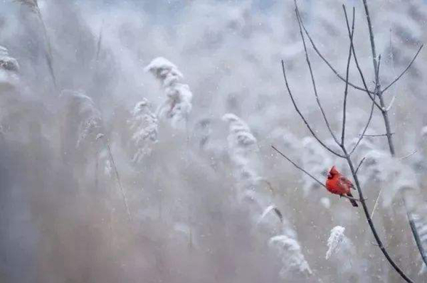 小雪是什么意思?小雪节气有哪些风俗习惯（腌鱼腌肉）