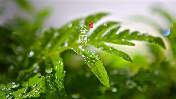 谷雨是什么意思?谷雨一定会下雨吗（雨生百谷）