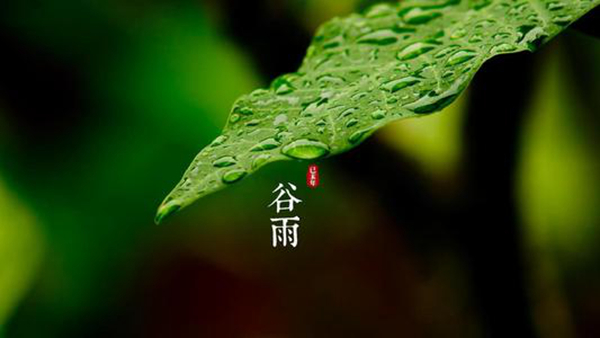 清明的下一个节气是什么?春季的最后一个时节(谷雨)