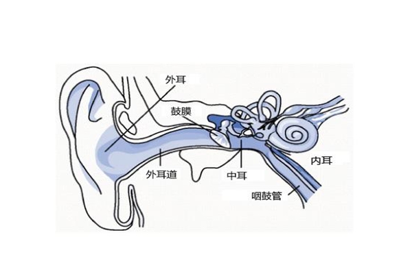 人为什么可以听到声音?耳廓收音鼓膜振动(刺激听神经)