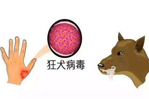 狂犬病是什么?狂犬病能治愈吗(100%死亡)