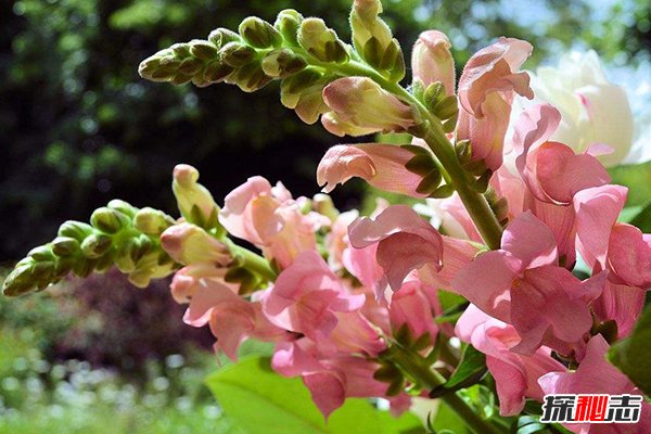 世界上最恐怖的花：骷髅花，一到夏季枝头挂满“头颅”