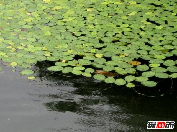 世界上最小的水果 长1毫米重70毫克比食盐粒更小