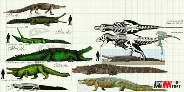 地球最大的鳄鱼普鲁斯鳄 水陆霸主最终灭绝（原因揭秘）