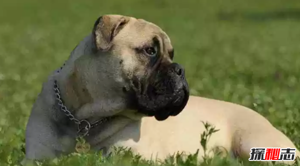 世界十大最优秀的护卫犬 德国牧羊犬仅第七,藏獒上榜