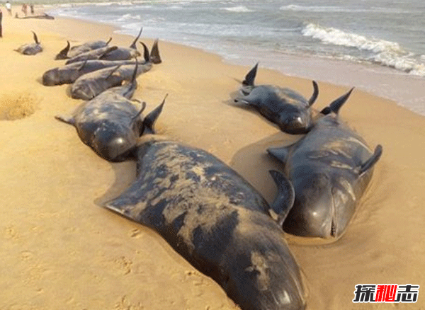 鲸鱼搁浅是什么意思?鲸鱼搁浅为什么救不了