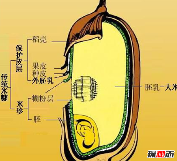 糙米是什么米?食用糙米给人体健康带来的十大功效与作用