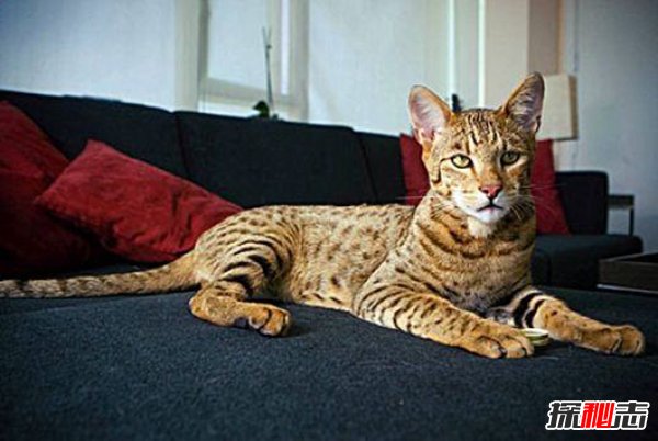 世界价格最贵的猫：阿什拉猫17万一只（身高1.2米混血猫）