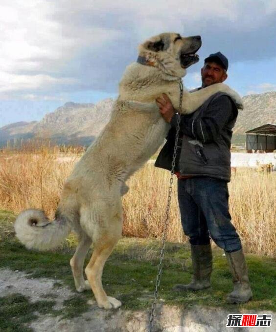 世界上最大的狗排名，土耳其坎高犬堪比小马能骑乘