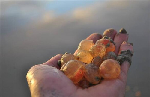 海边出现大量粉红怪蛋 或为海洋生物的卵（神秘海洋生物）